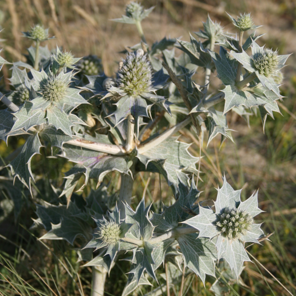 Panicaut maritime (Eryngium maritimum), plante protégée des dunes littorales © Nicolas Macaire / LPO